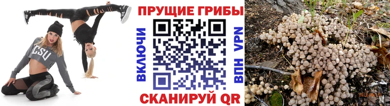Псилоцибиновые грибы ЛСД  закладки  Фокино 